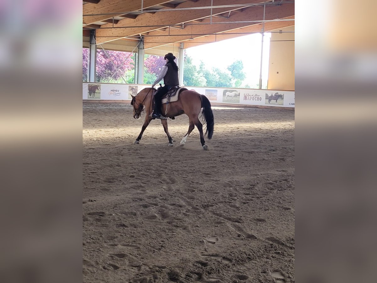 Criollo Wallach 4 Jahre 147 cm in Allersberg