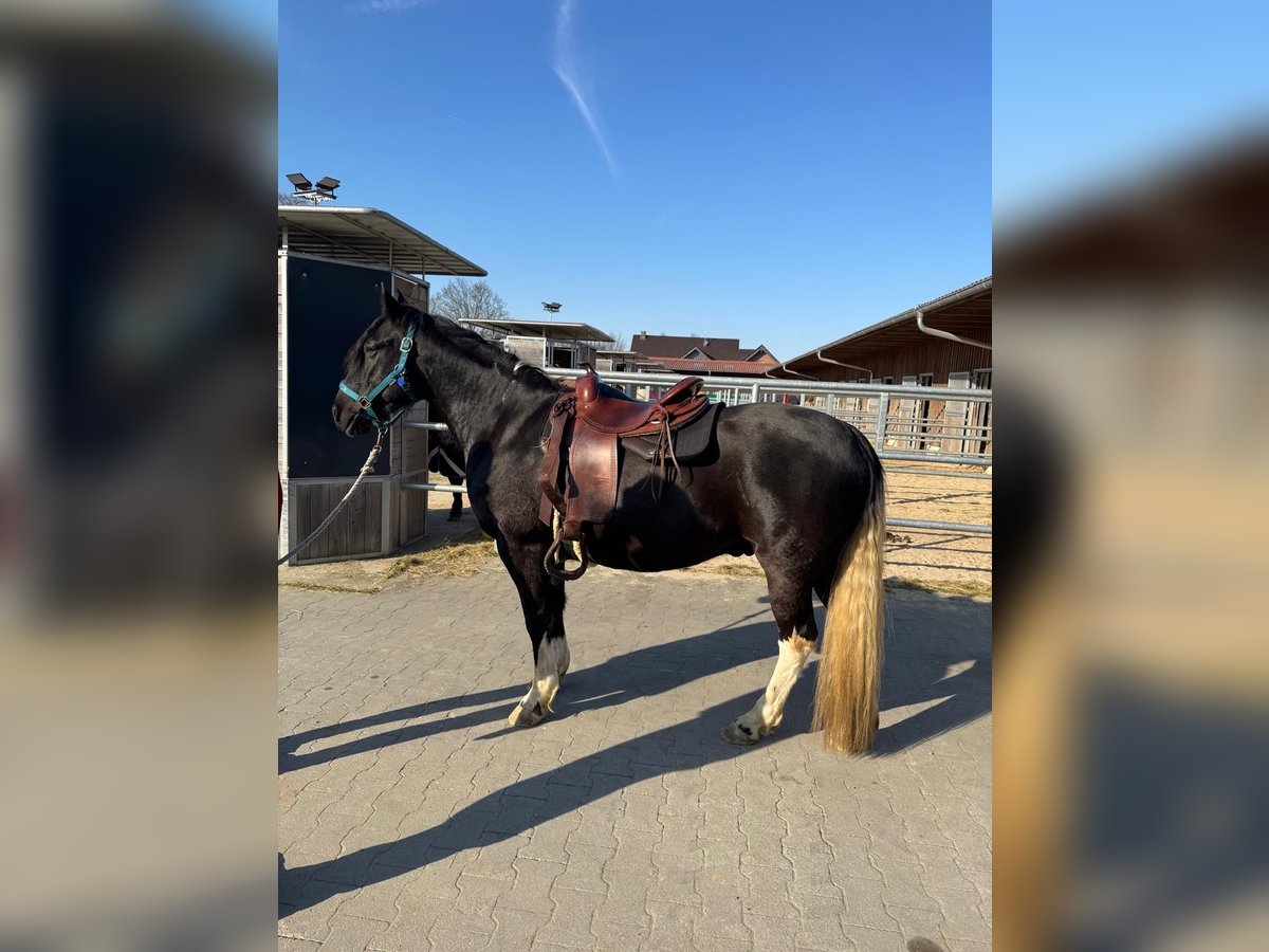 Criollo Wallach 6 Jahre 145 cm Rappe in Mönchengladbach