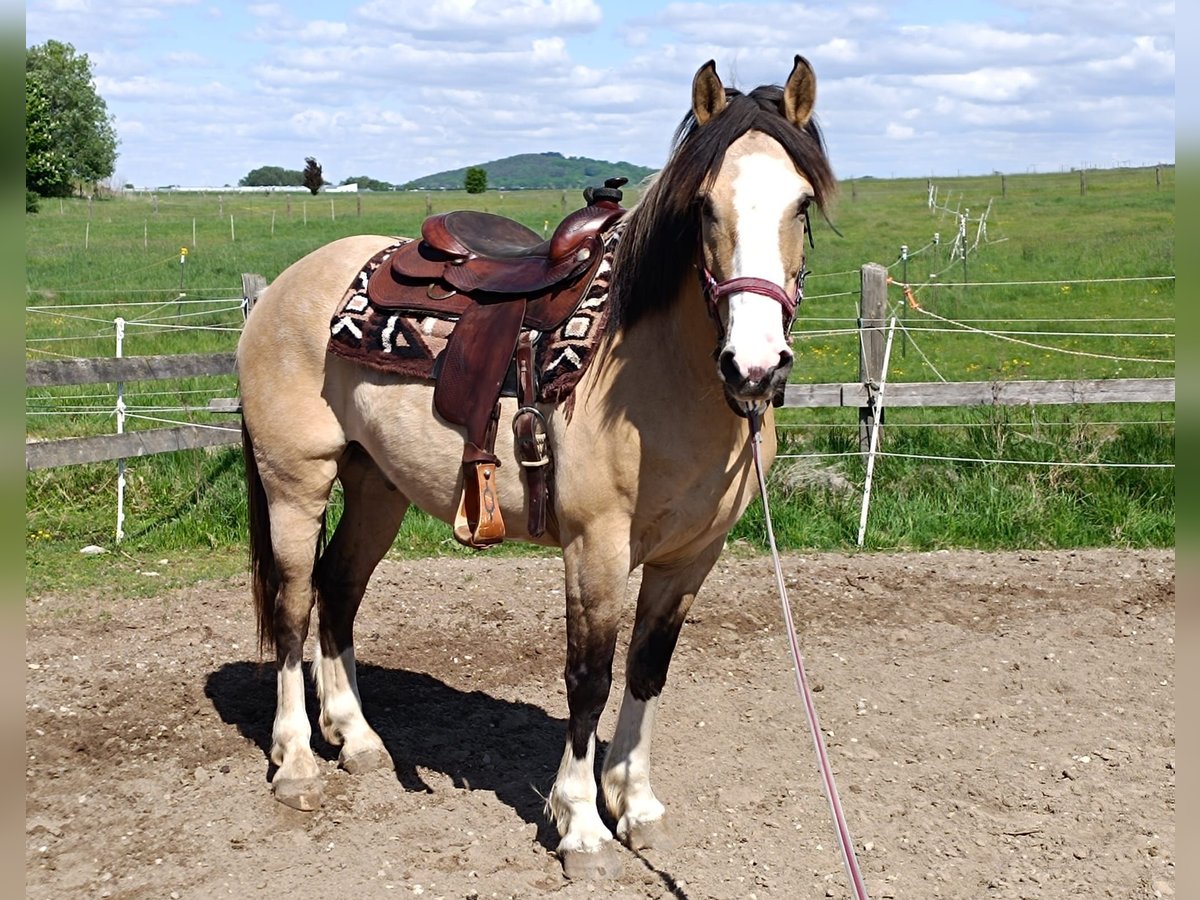 Criollo Wallach 6 Jahre 152 cm in Freystadt