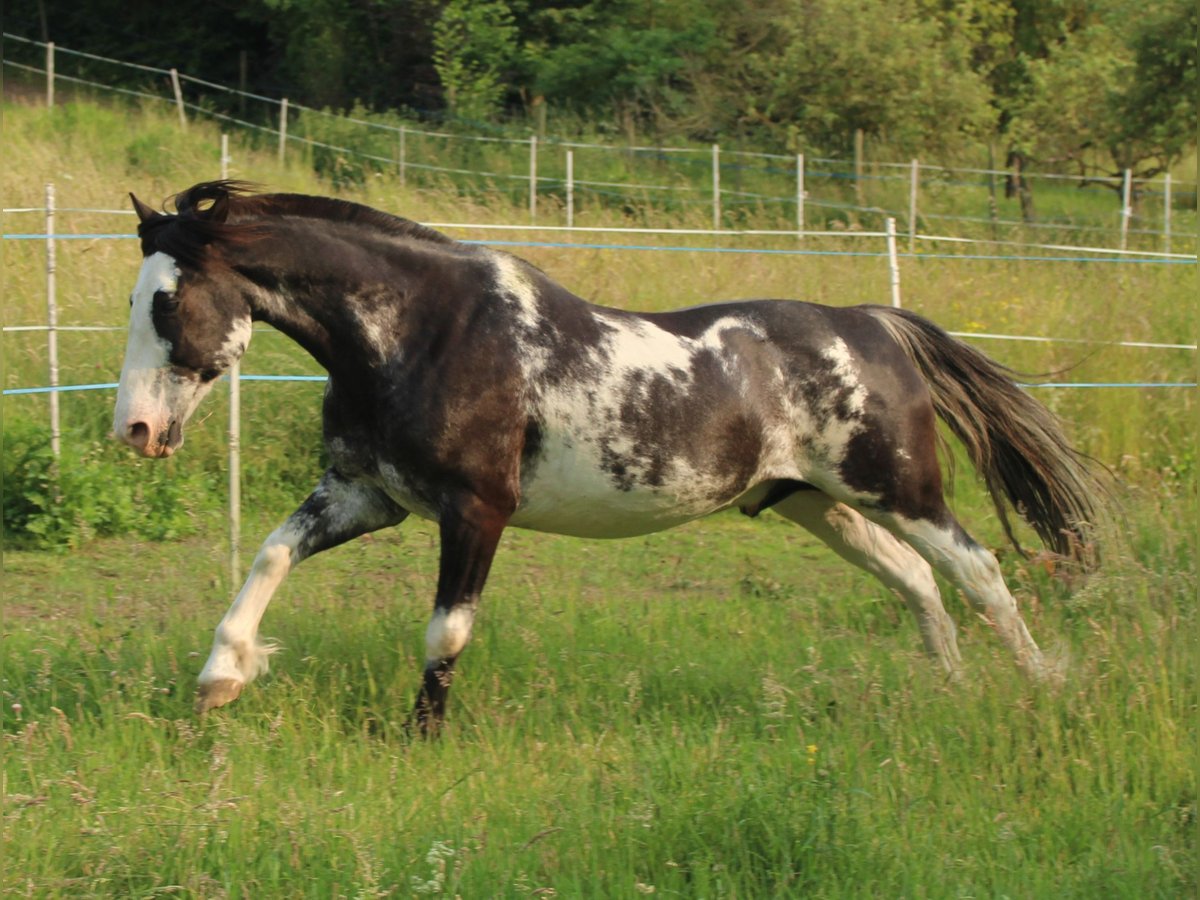 Criollo Wallach 9 Jahre 148 cm Overo-alle-Farben in Koblenz