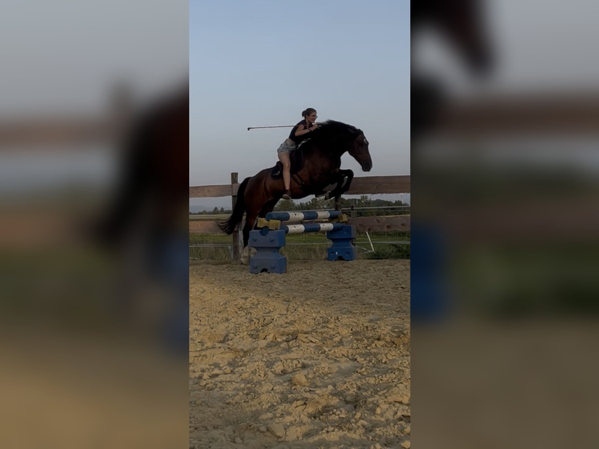 Criollo Wallach 9 Jahre 156 cm Brauner in Wolfegg