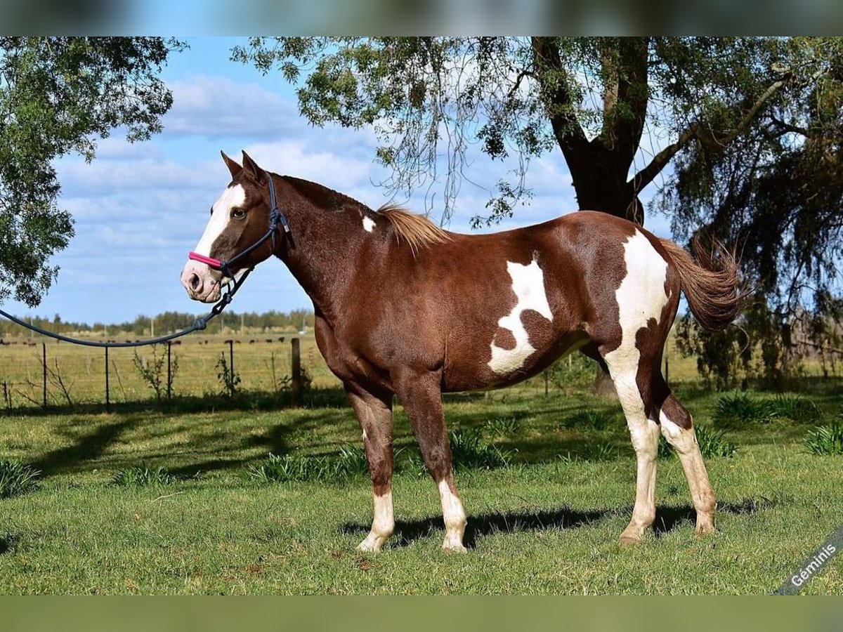 Criollo Yegua 10 años 160 cm in Tavernola