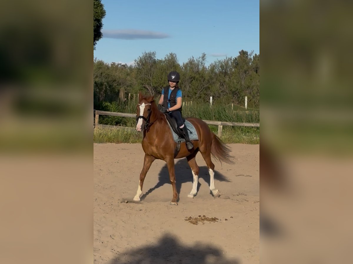 Cruzado Caballo castrado 12 años 165 cm in Sagunto