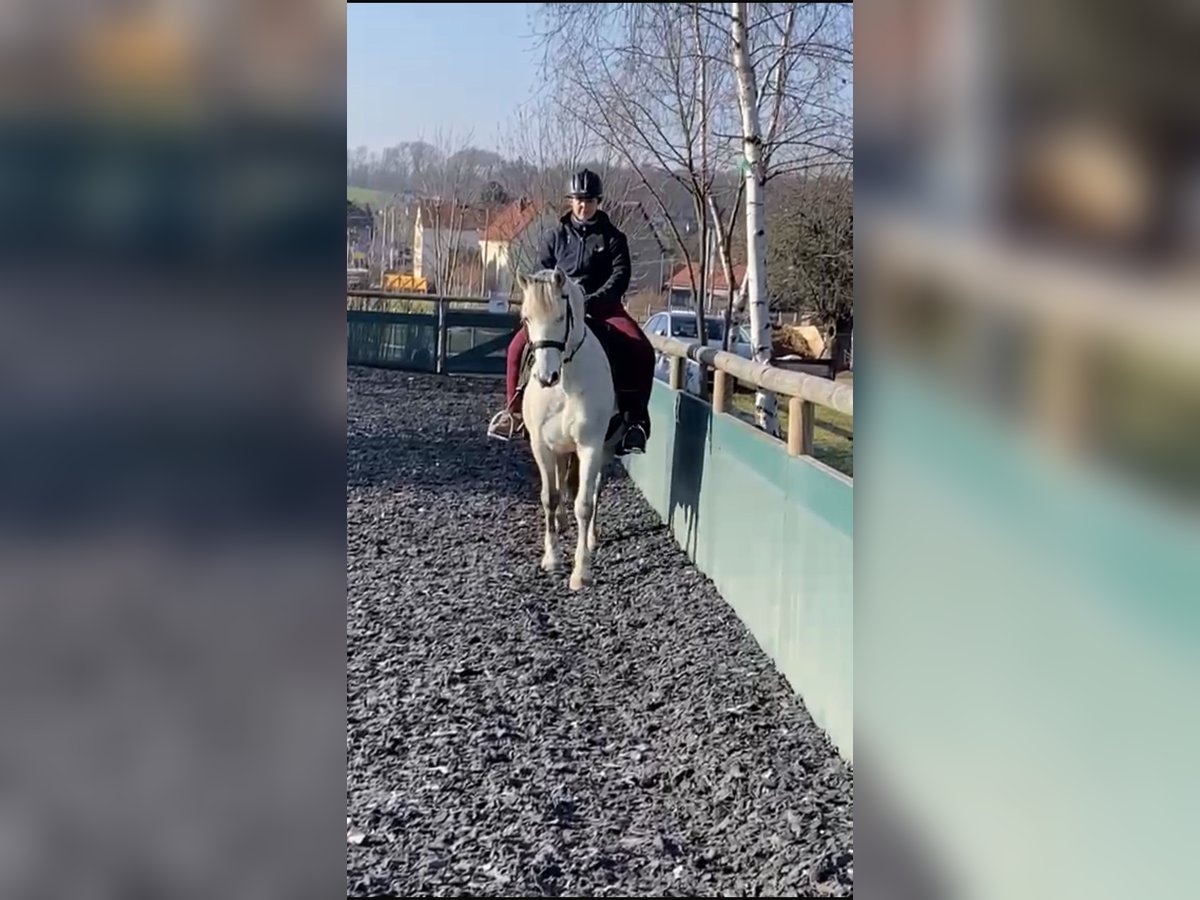 Cruzado Caballo castrado 13 años 148 cm Tordo in Dresden