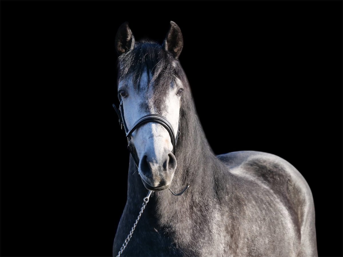 Cruzado Mestizo Caballo castrado 3 años 150 cm Musgo in Galenberg