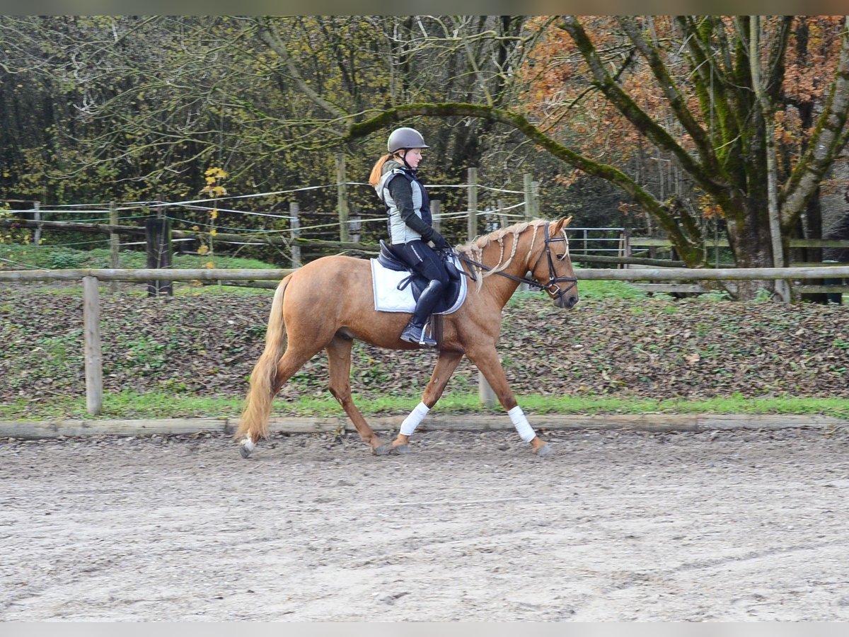Cruzado Caballo castrado 4 años 158 cm Palomino in Wellheim