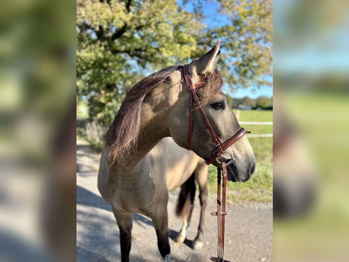 Cruzado Caballo castrado 4 años 166 cm Buckskin/Bayo in Lippetal