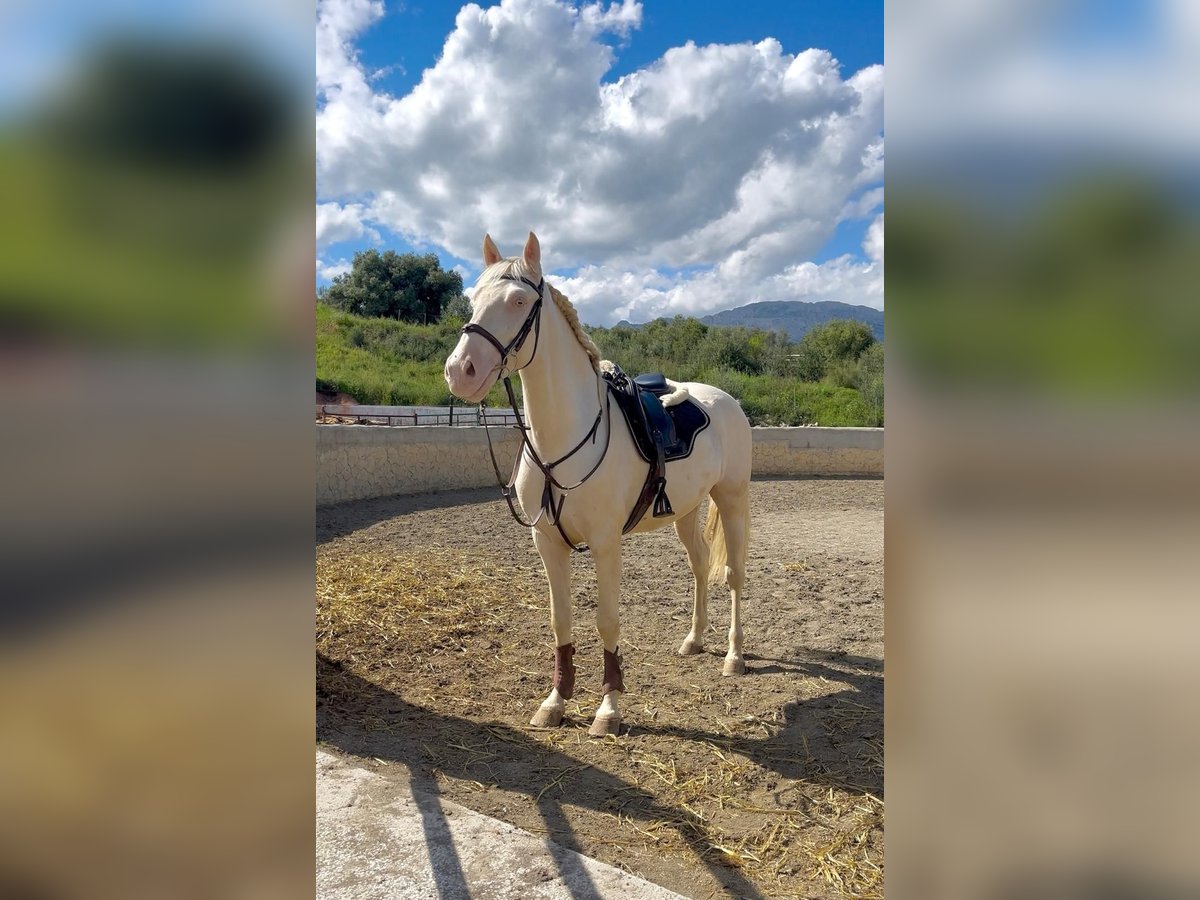 Cruzado Caballo castrado 4 años Cremello in Malaga, Andalusia
