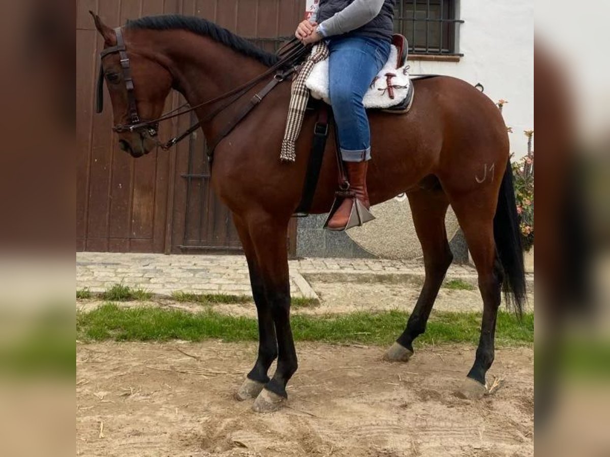 Cruzado Caballo castrado 5 años 168 cm Castaño in Sabadell Cruzado Caballo castrado 5 años 168 cm Castaño in Sabadell