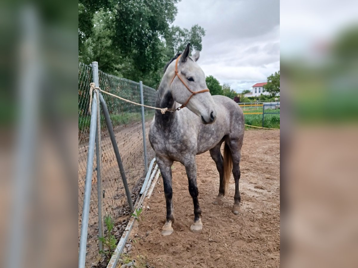 Cruzado Caballo castrado 6 años 176 cm Tordo in Tordesillas