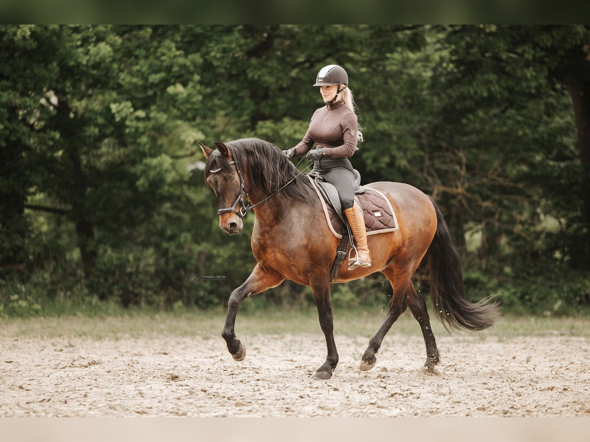 Cruzado Caballo castrado 8 años 155 cm Morcillo in Windhagen