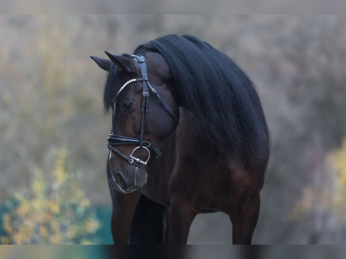 Cruzado Caballo castrado 8 años 162 cm Castaño oscuro in Windhagen