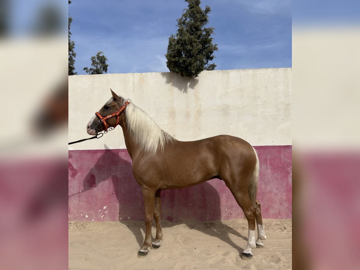 Cruzado Caballo castrado 9 años 160 cm Perla in Mutxamel