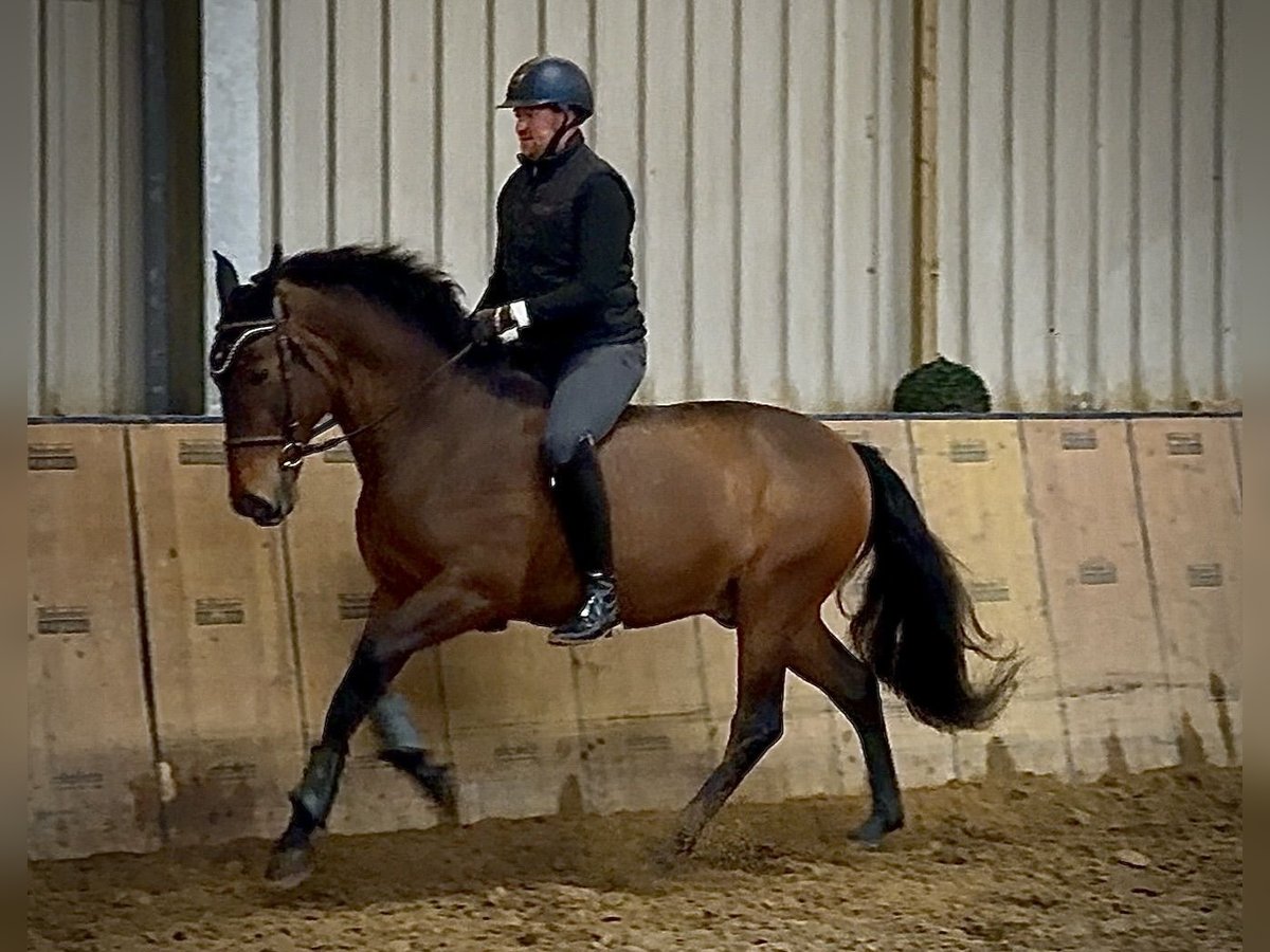 Cruzado Caballo castrado 9 años 163 cm Castaño in Neustadt (Wied)