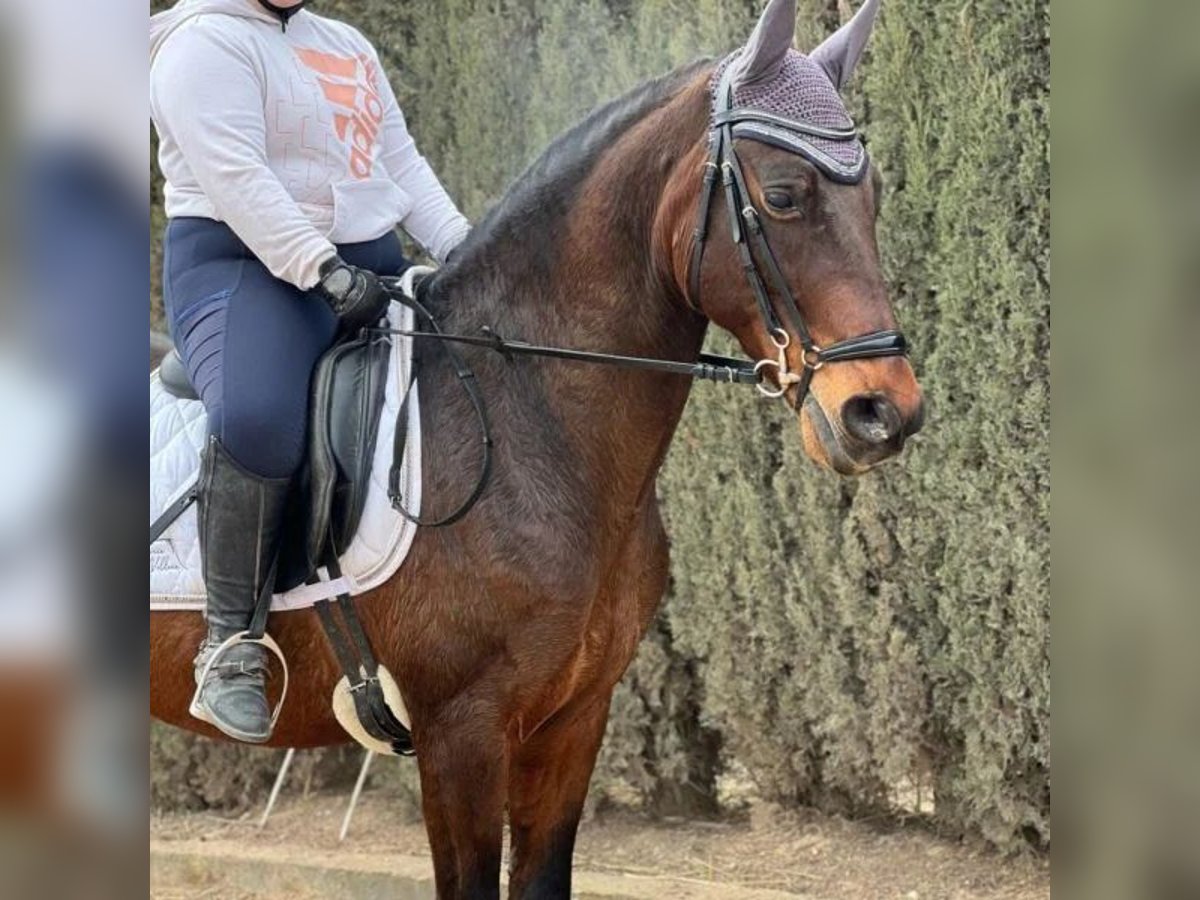 Cruzado Castrone 10 Anni 155 cm in Sabadell Cruzado Castrone 10 Anni 155 cm in Sabadell