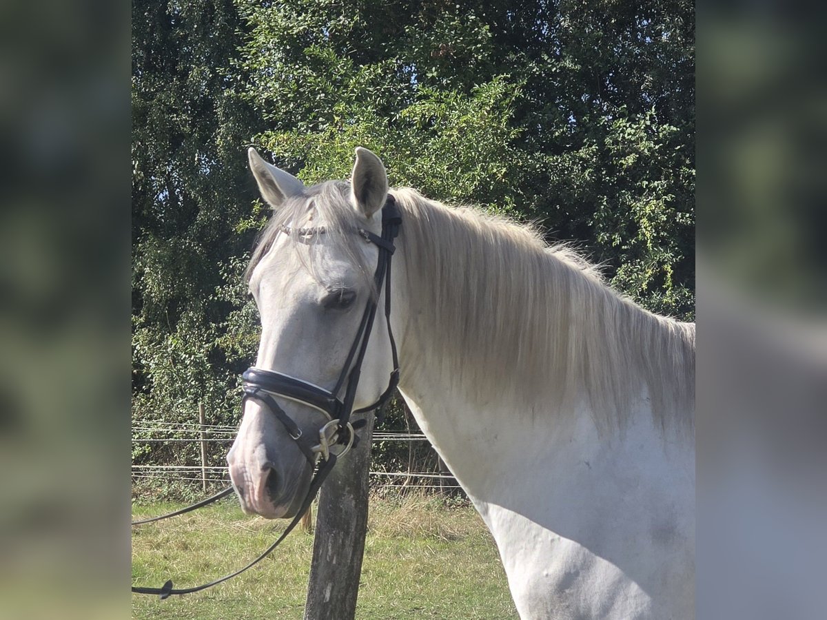 Cruzado Castrone 11 Anni 155 cm Grigio in M&#xFC;lheim an der Ruhr