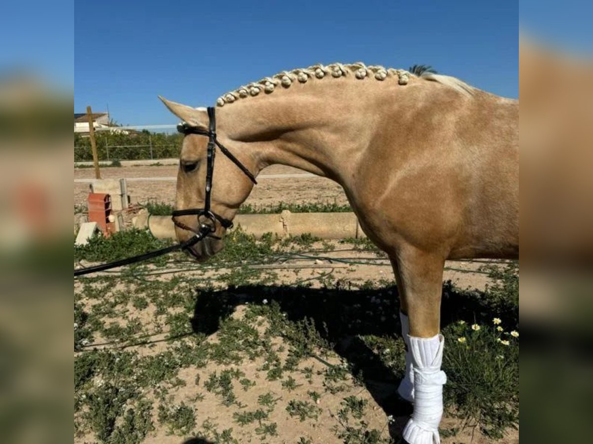 Cruzado Castrone 3 Anni 160 cm in Sabadell Cruzado Castrone 3 Anni 160 cm in Sabadell