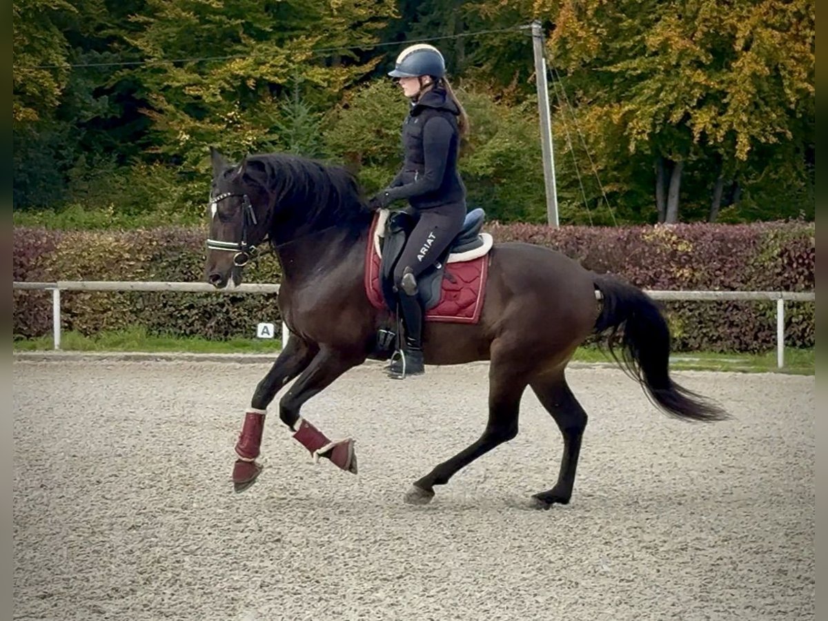Cruzado Castrone 8 Anni 156 cm Baio scuro in Neustadt (Wied)