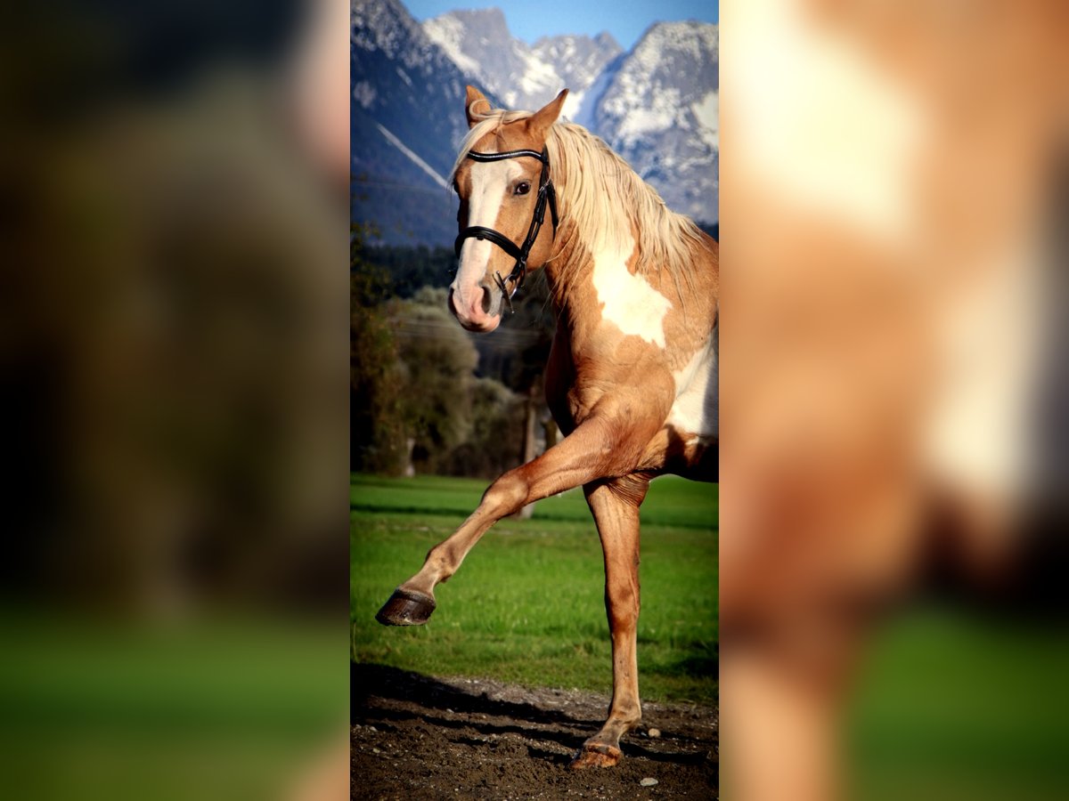 Cruzado Castrone 9 Anni 155 cm Overo-tutti i colori in Kirchbichl