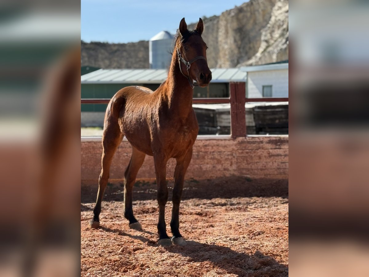 Cruzado Étalon 2 Ans Bai in Fuendetodos
