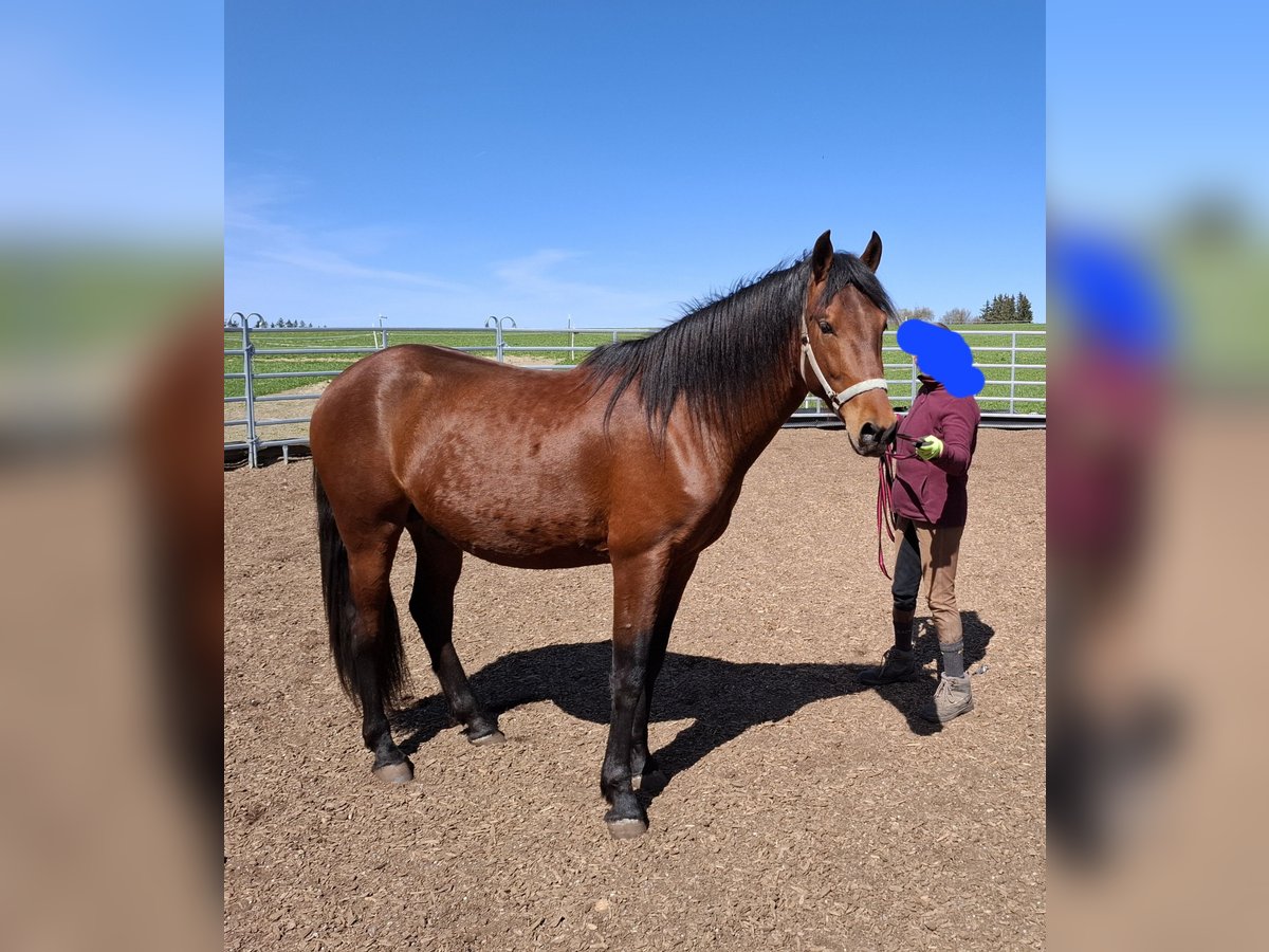 Cruzado Croisé Étalon 3 Ans 162 cm Bai in Oberg&#xFC;nzburg