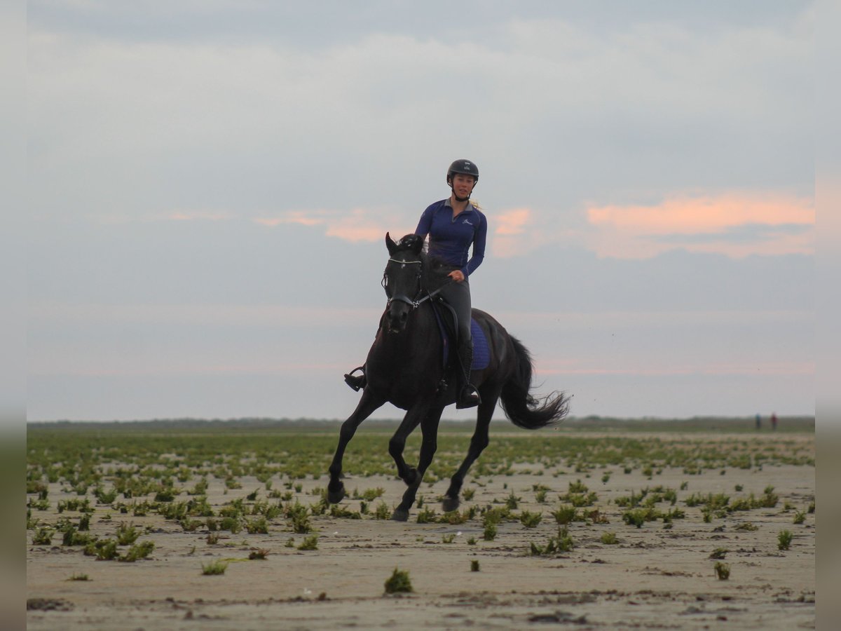 Cruzado Mix Gelding 10 years 14,2 hh Black in Buren