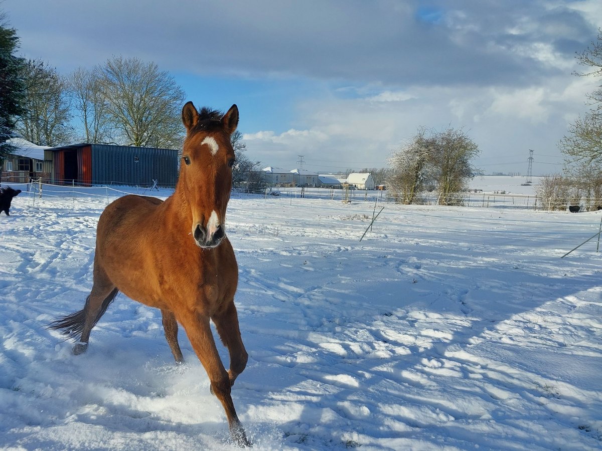 Cruzado Gelding 10 years 15,2 hh Brown-Light in Mercatel