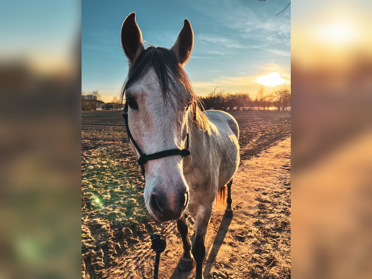 Cruzado Gelding 10 years 15,2 hh Gray in Weiterstadt