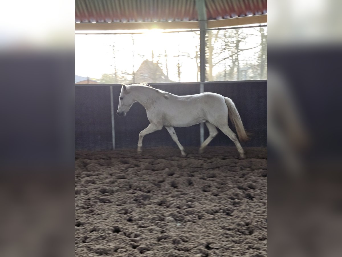 Cruzado Gelding 11 years 14,1 hh Gray-Fleabitten in Bösdorf - Oberkleveez