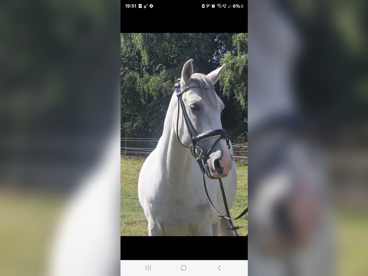 Cruzado Gelding 11 years 15,1 hh Grey in M&#xFC;lheim an der Ruhr