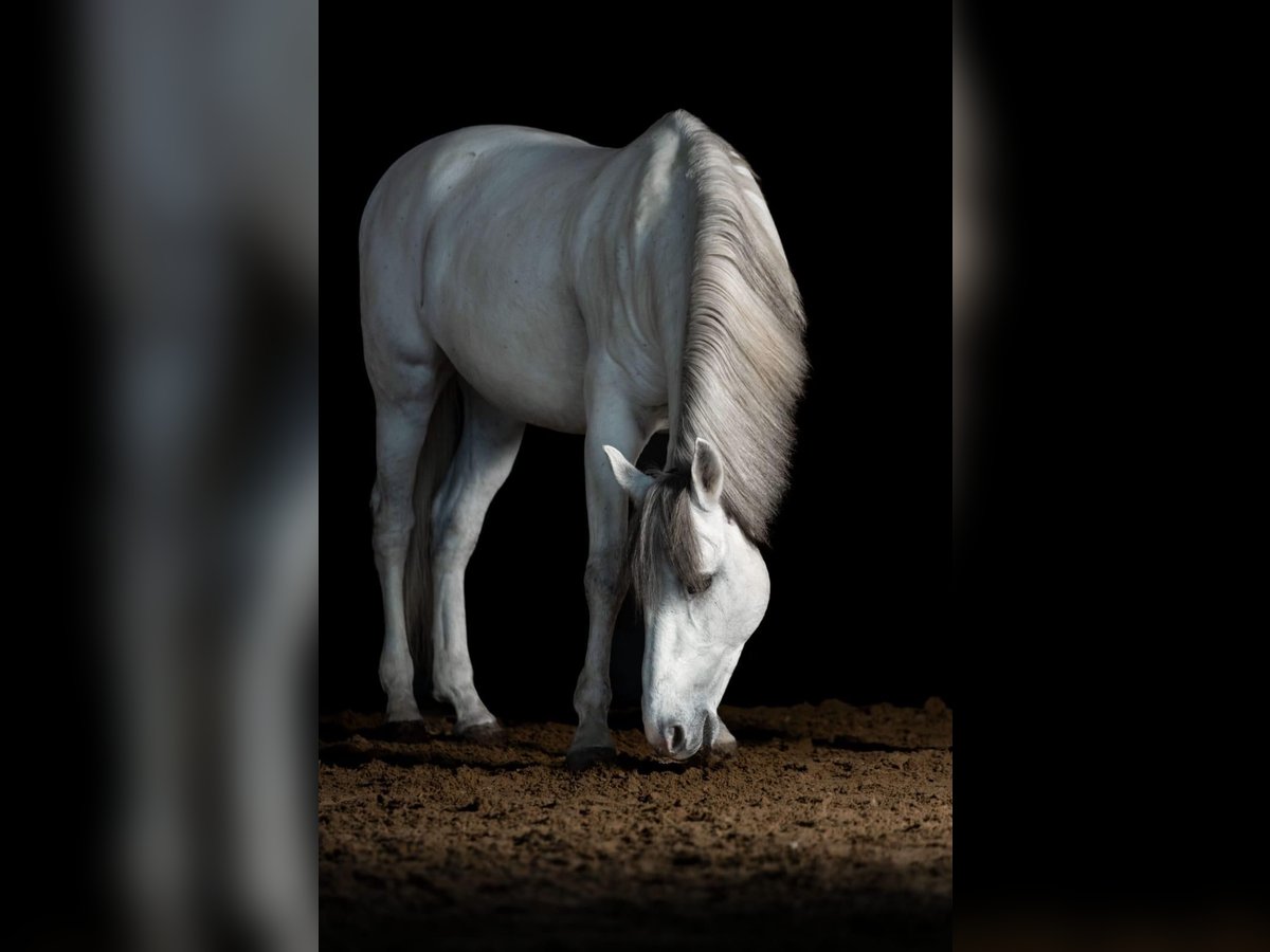 Cruzado Gelding 11 years 15,2 hh Gray in Grossburgwedel