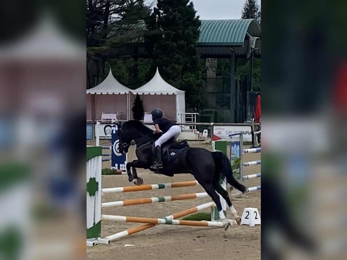 Cruzado Gelding 13 years 14,1 hh Black in Pozuelo De Alarcon