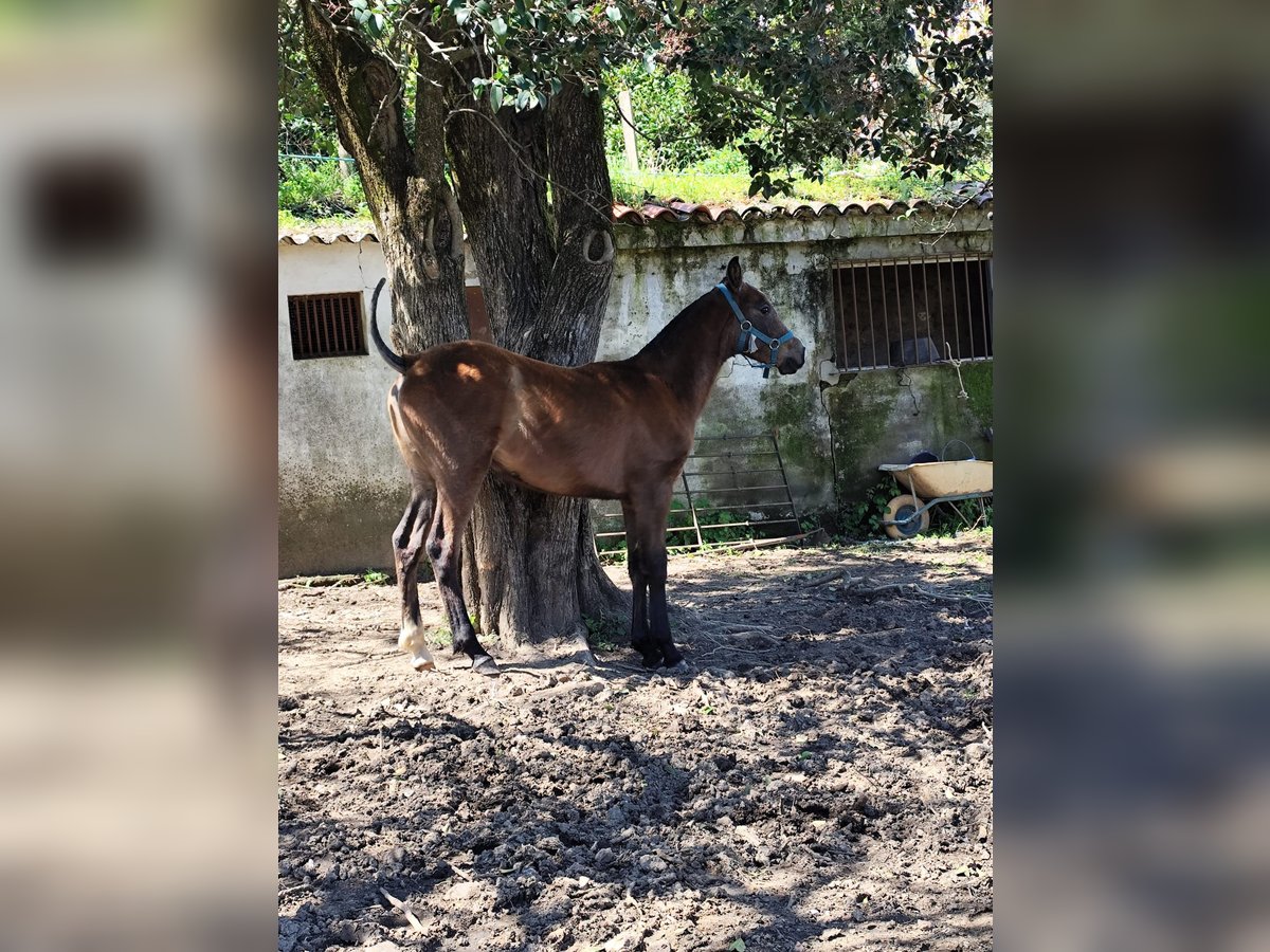 Cruzado Mix Gelding 1 year 15,2 hh Gray in Cortegana