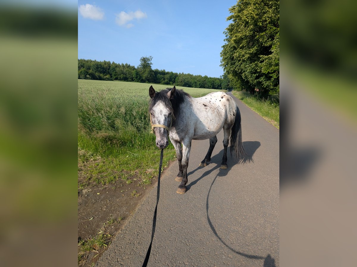 Cruzado Gelding 3 years 14,2 hh Leopard-Piebald in Lauterbach