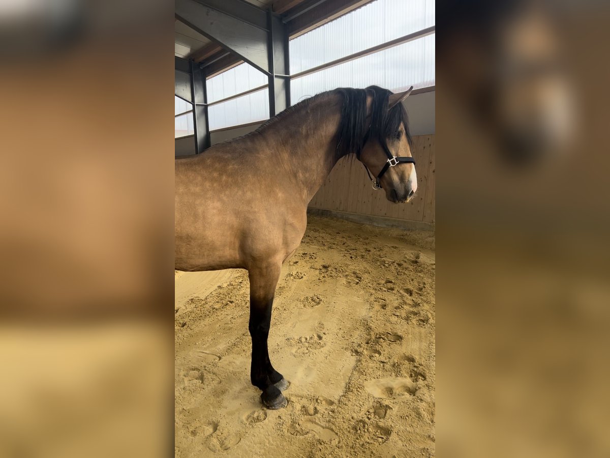 Cruzado Gelding 3 years 15,1 hh Dun in Laupheim