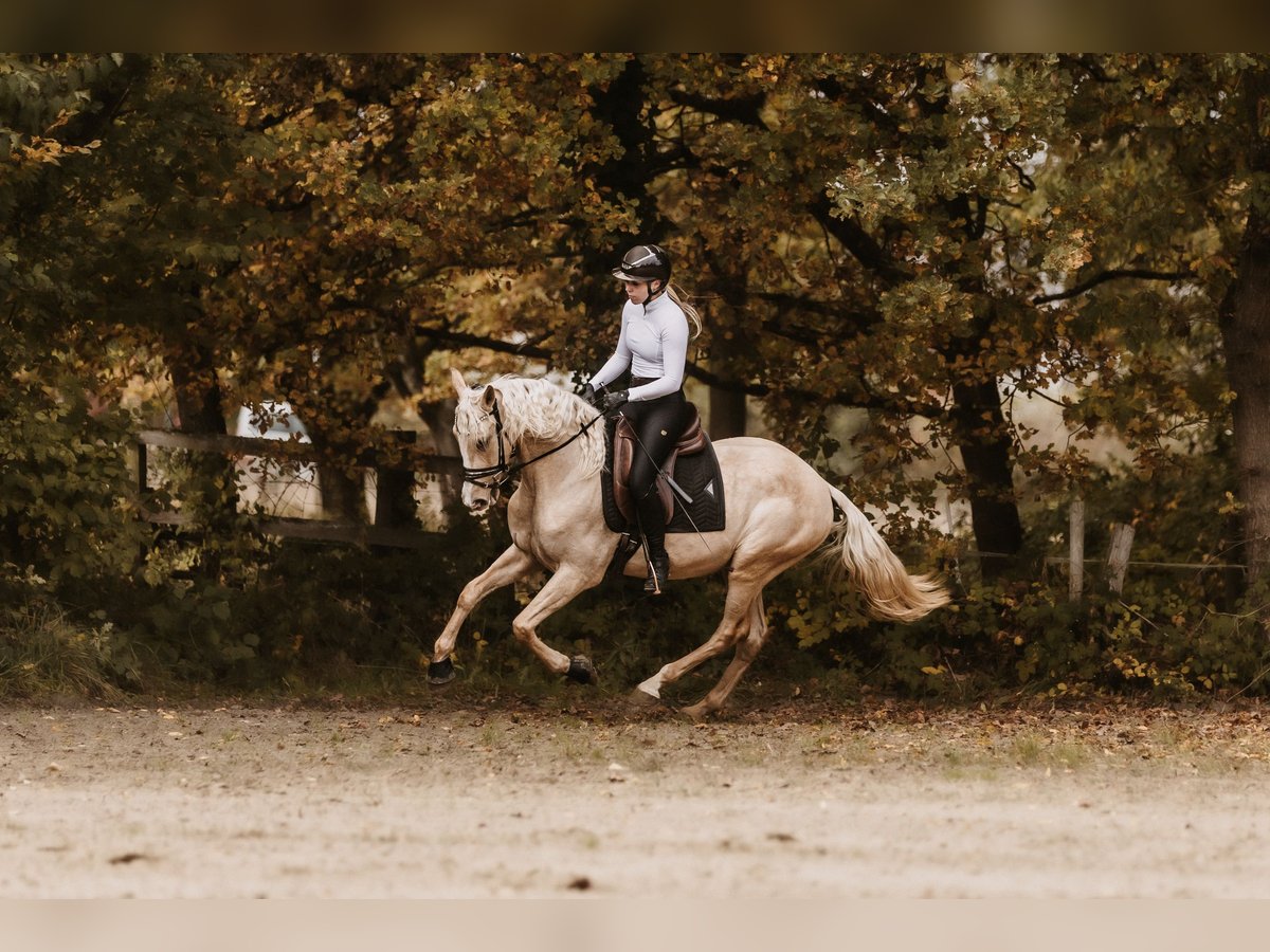 Cruzado Gelding 3 years 15,2 hh Palomino in Windhagen
