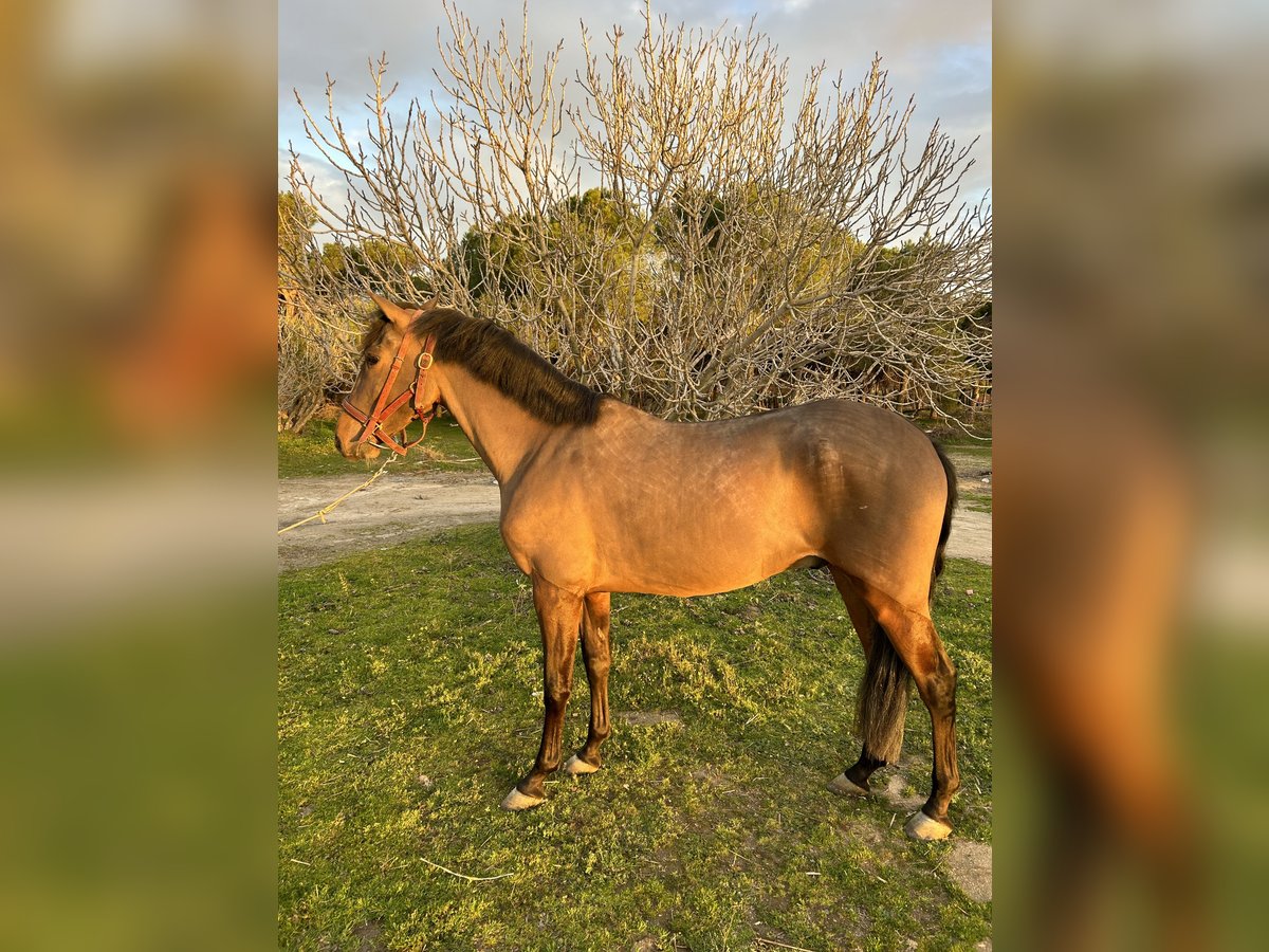Cruzado Gelding 3 years in Madrid