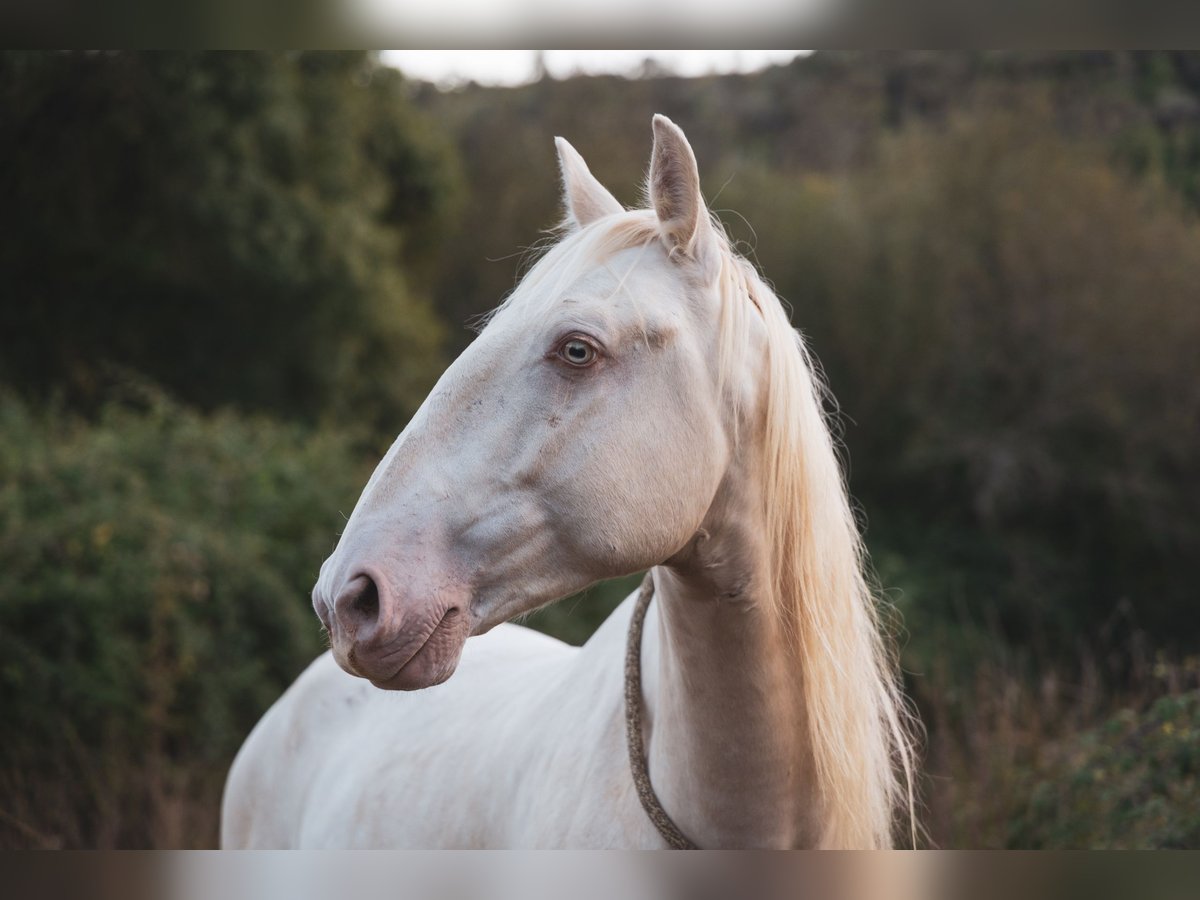 Cruzado Gelding 4 years 15,1 hh Champagne in Friedrichshafen