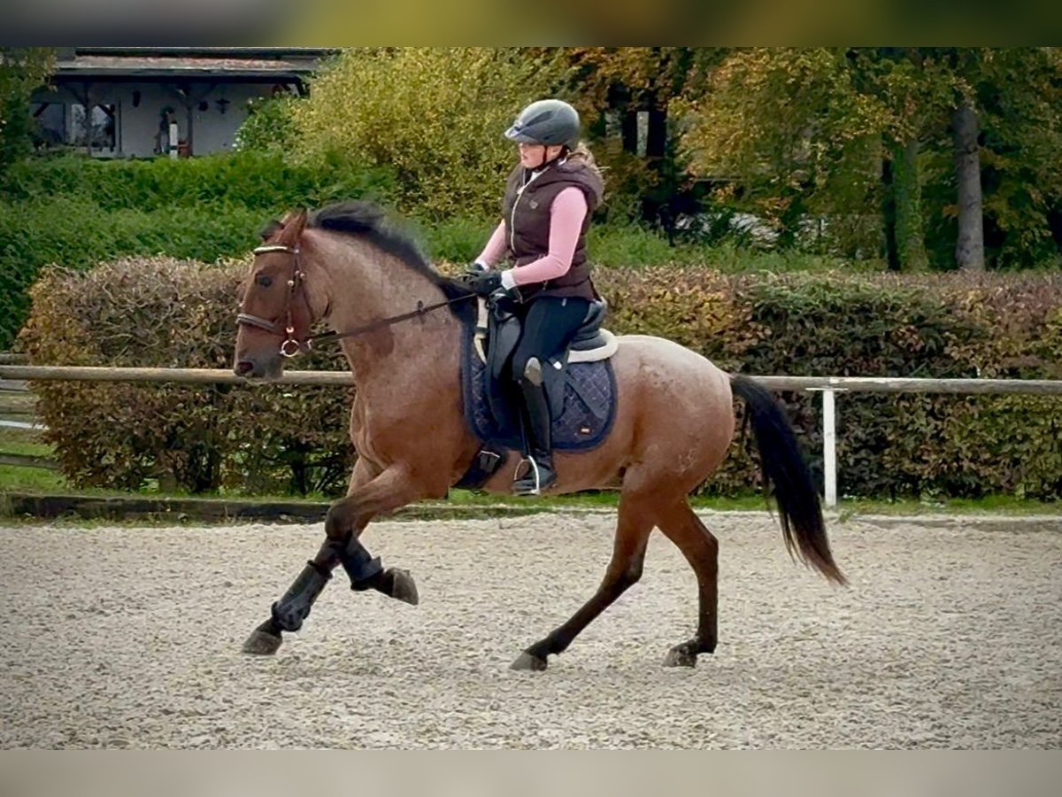 Cruzado Gelding 5 years 14,2 hh Roan-Red in Neustadt (Wied)