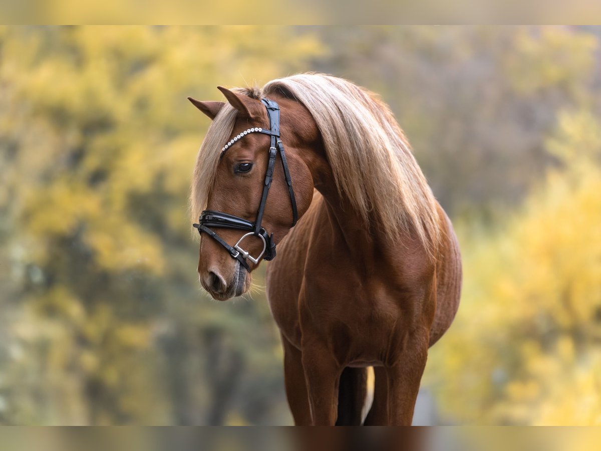 Cruzado Gelding 5 years 15,1 hh Chestnut-Red in Windhagen