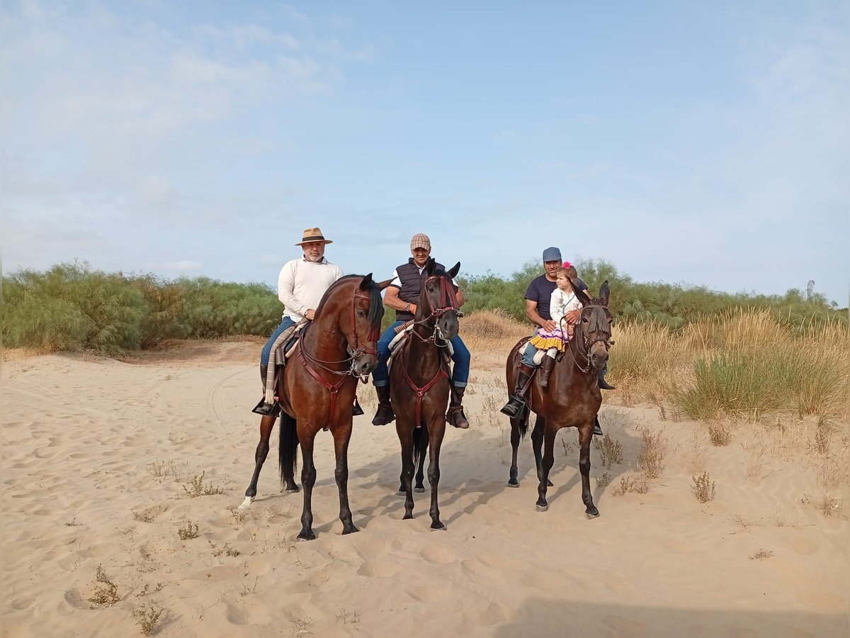 Cruzado Gelding 5 years 15,3 hh Brown-Light in Torremolinos