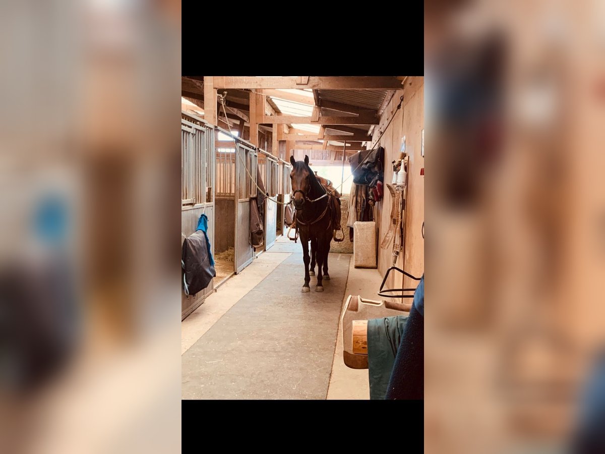 Cruzado Mix Gelding 6 years 15,1 hh Bay-Dark in Z&#xFC;lpich