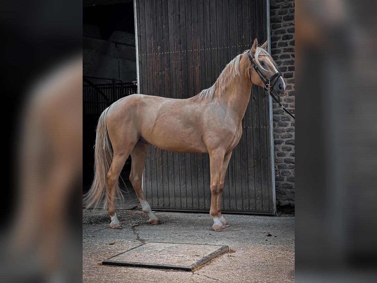 Cruzado Gelding 6 years 16 hh Palomino in Rommerskirchen