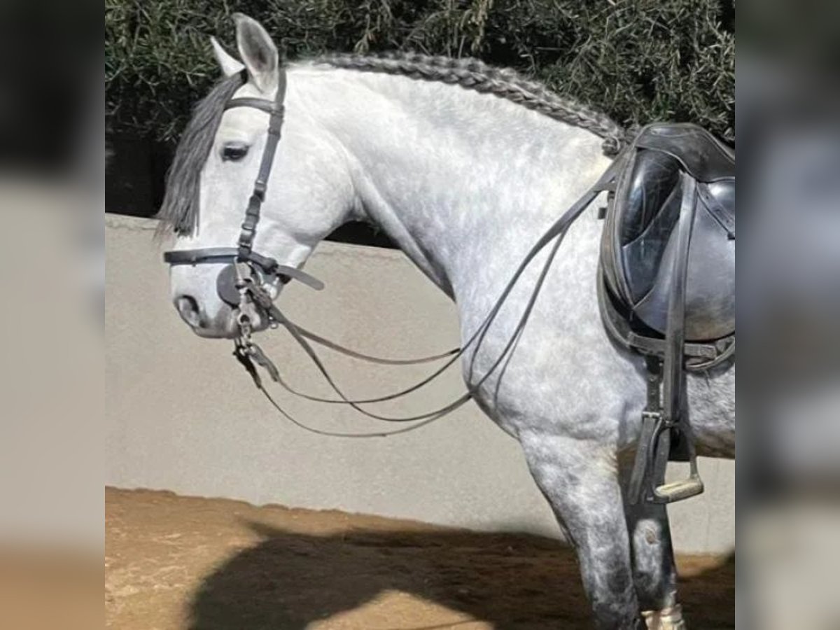 Cruzado Gelding 7 years 15,2 hh Grey in Sabadell Cruzado Gelding 7 years 15,2 hh Grey in Sabadell