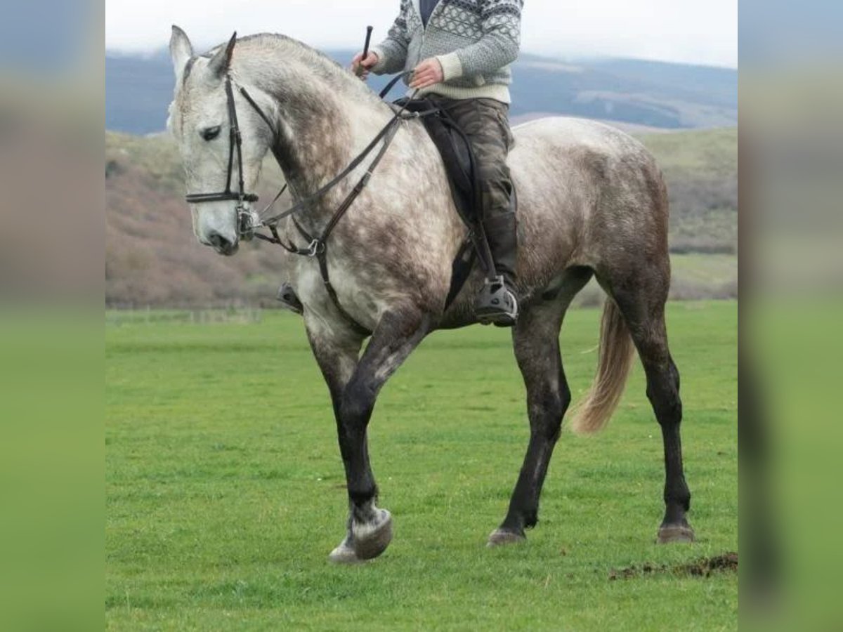 Cruzado Gelding 7 years 17 hh Grey in Sabadell Cruzado Gelding 7 years 17 hh Grey in Sabadell