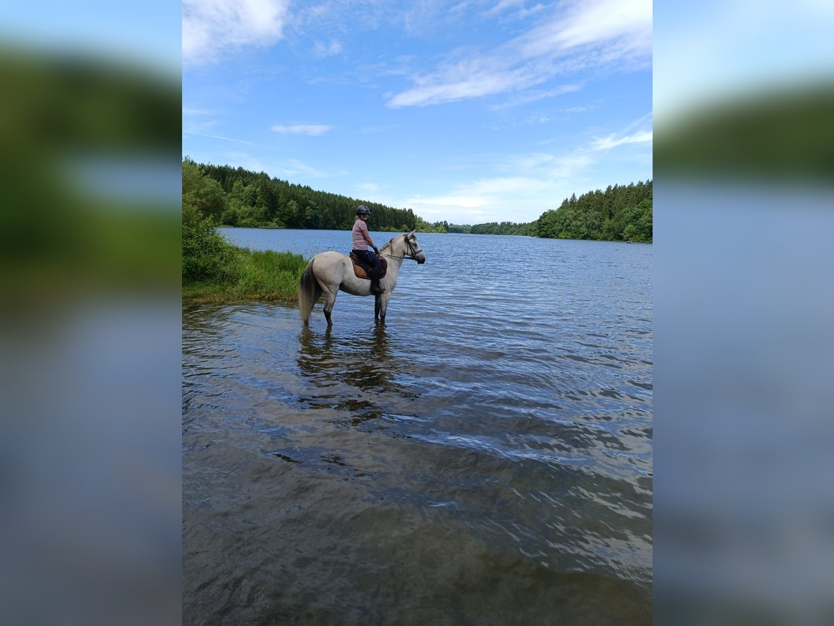 Cruzado Gelding 8 years 15,1 hh Grey in B&#xFC;tgenbach