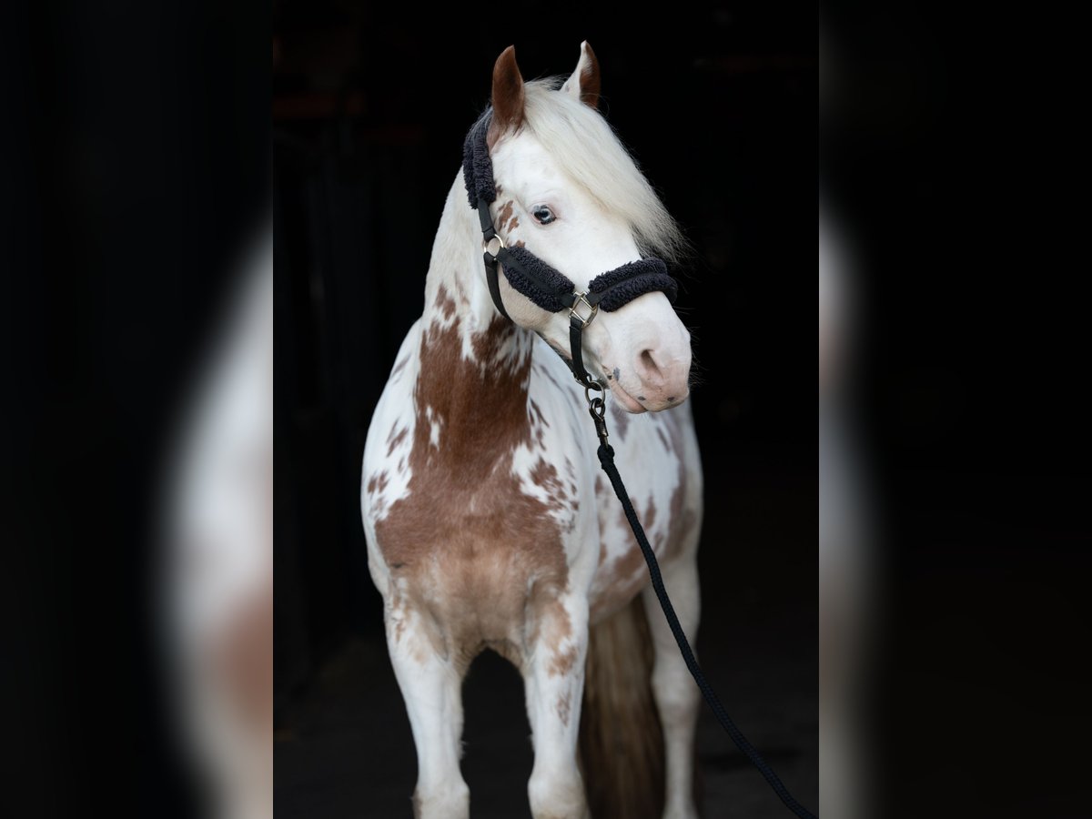 Cruzado Gelding 9 years 15,1 hh in Frankfurt am Main