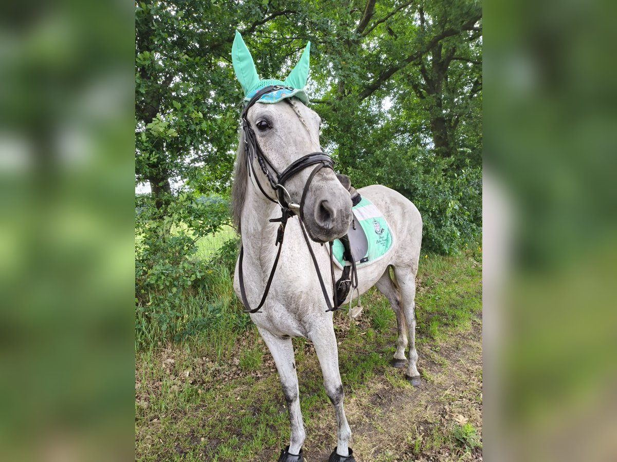 Cruzado Mix Giumenta 10 Anni 150 cm Grigio in Achel