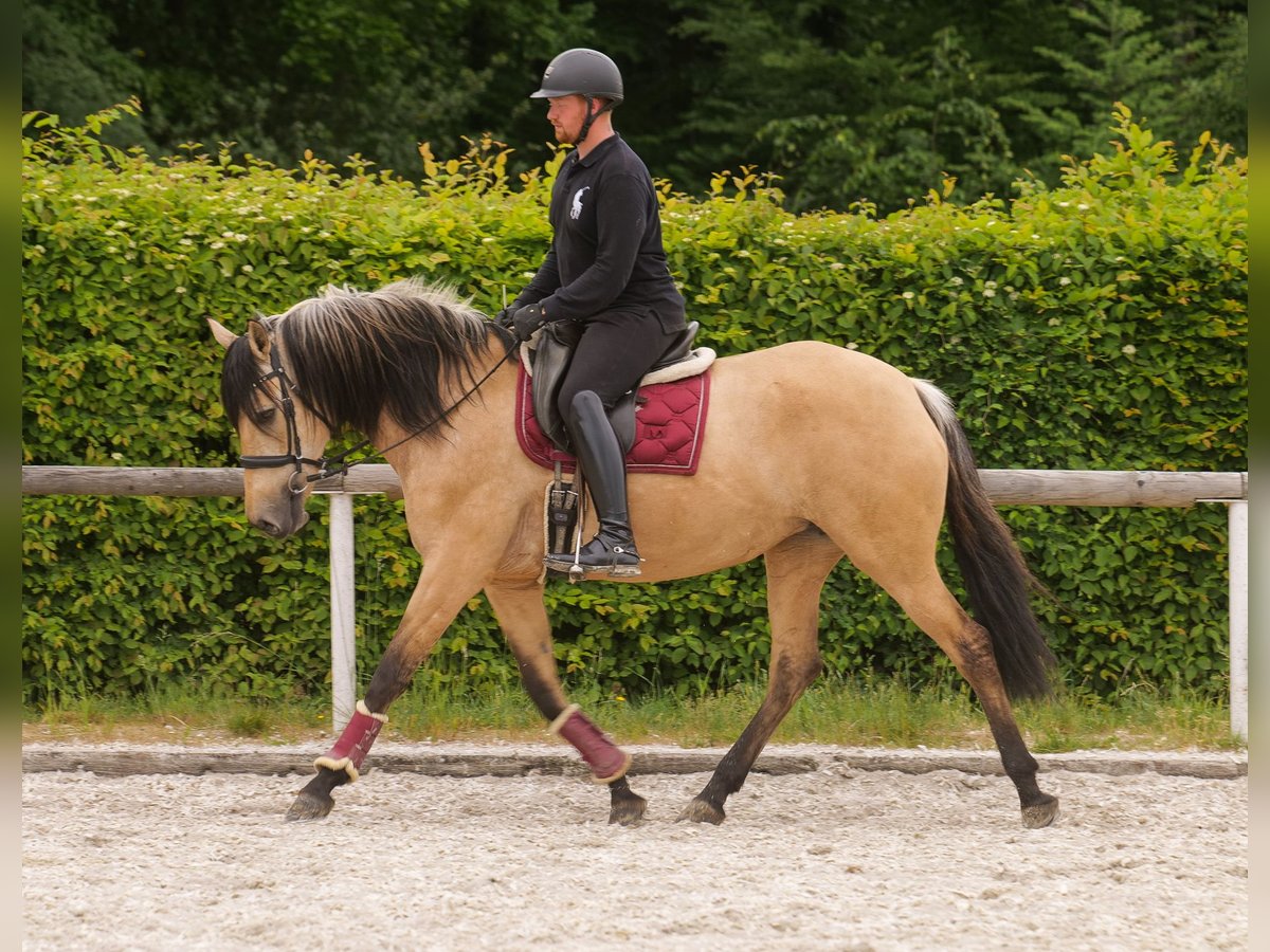 Cruzado Giumenta 10 Anni 160 cm Falbo in Neustadt (Wied)