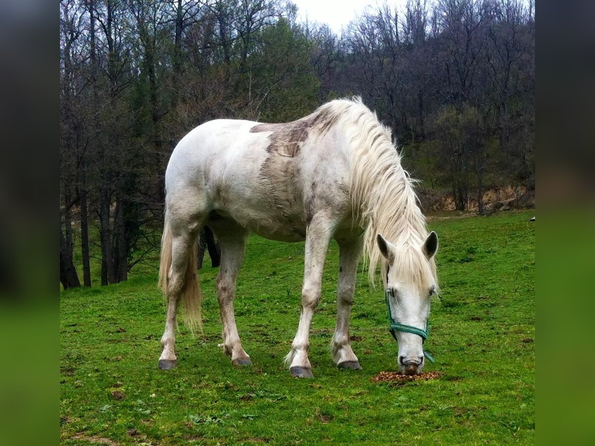 Cruzado Giumenta 18 Anni 158 cm Grigio in Hervas